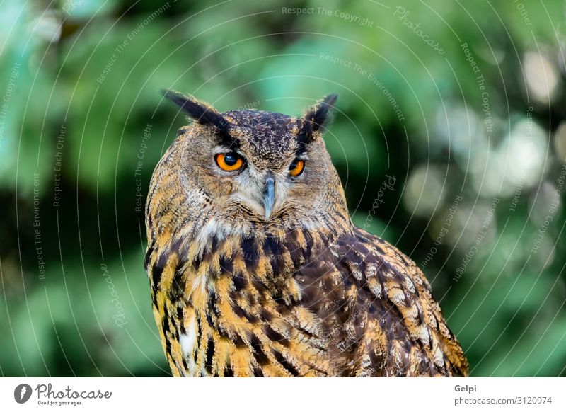 Royal Owl Beautiful Nature Animal Forest Bird Wing Small Funny Natural Cute Wild Brown Yellow Gold Green Black White wildlife Prey predator sunny branch Hunter