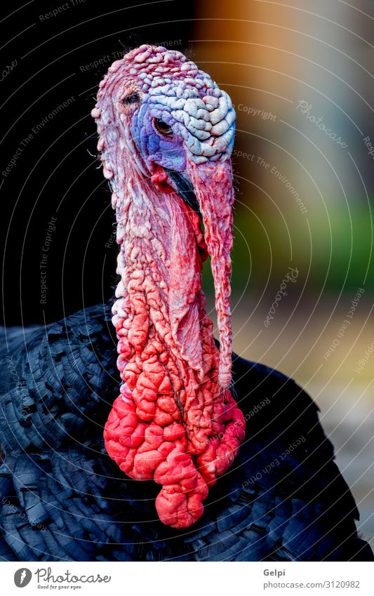 Amazing turkey for thanksgiving Garden Thanksgiving Man Adults Nature Animal Forest Beard Bird Wild Red Black White Rooster Feather wildlife avian Beak head