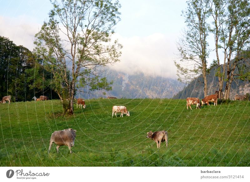 farsighted | Alpine panorama Landscape Sky Summer Autumn Meadow Forest Alps Mountain Allgäu Alps Cow Group of animals To feed Stand Fresh Bright Green Moody