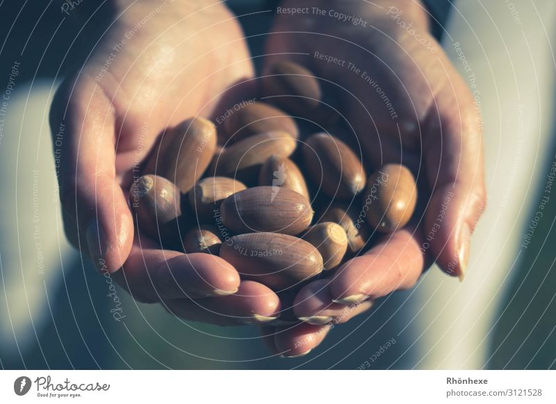 Keeping autumn in your hands Human being Hand Fingers 1 Nature To hold on Brown Happy Autumn Acorn Autumnal Exterior shot Collection Feed Colour photo