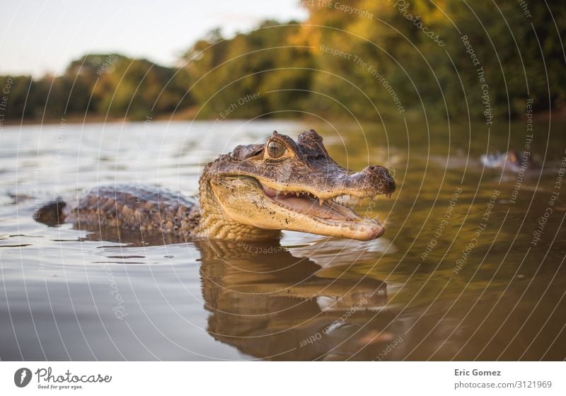 Small aligator smiling in water Nature Water Summer Lakeside River bank Animal Animal face 1 Baby animal Communicate Swimming & Bathing Exotic Happy Beautiful