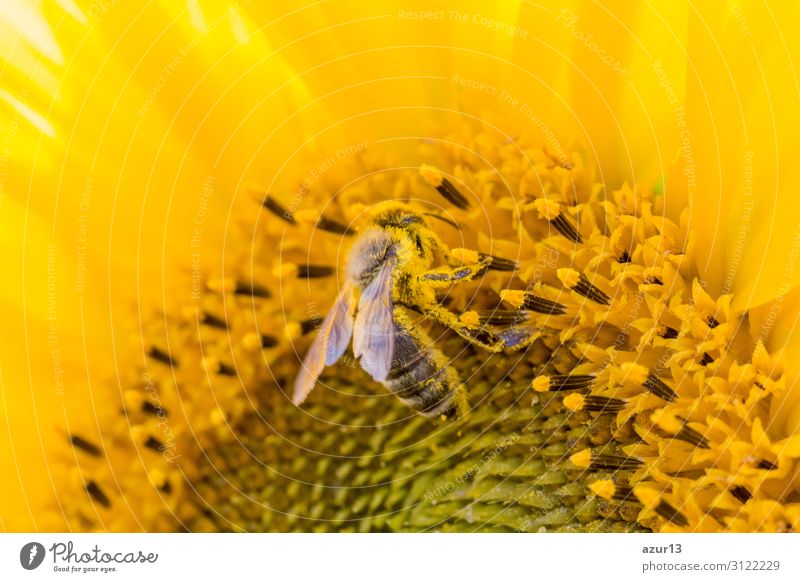 Honey bee covered with yellow pollen collecting sunflower nectar Summer Environment Nature Climate Climate change Plant Garden Meadow Field Animal Farm animal