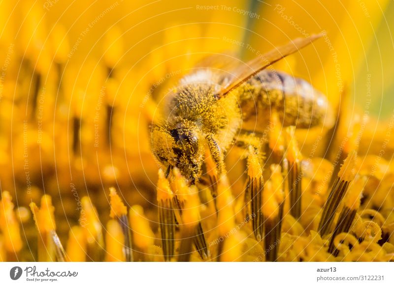 Honey bee covered with yellow pollen collecting sunflower nectar Summer Environment Nature Sun Climate Climate change Plant Garden Meadow Field Animal