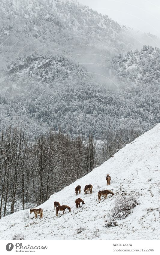 Horses in snow Beautiful Vacation & Travel Adventure Winter Snow Mountain Christmas & Advent Climbing Mountaineering Environment Nature Landscape Animal Earth