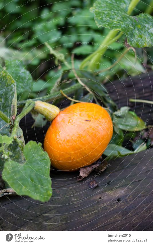 autumn Food Vegetable Nutrition Organic produce Vegetarian diet Slow food Shopping Healthy Healthy Eating Thanksgiving Hallowe'en Agriculture Forestry Nature