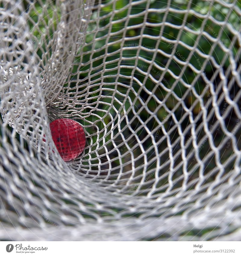 a red miniature golf ball lies in a white net Leisure and hobbies Playing Mini golf Beautiful weather Net Ball Plastic Lie Authentic Uniqueness Small Green Red