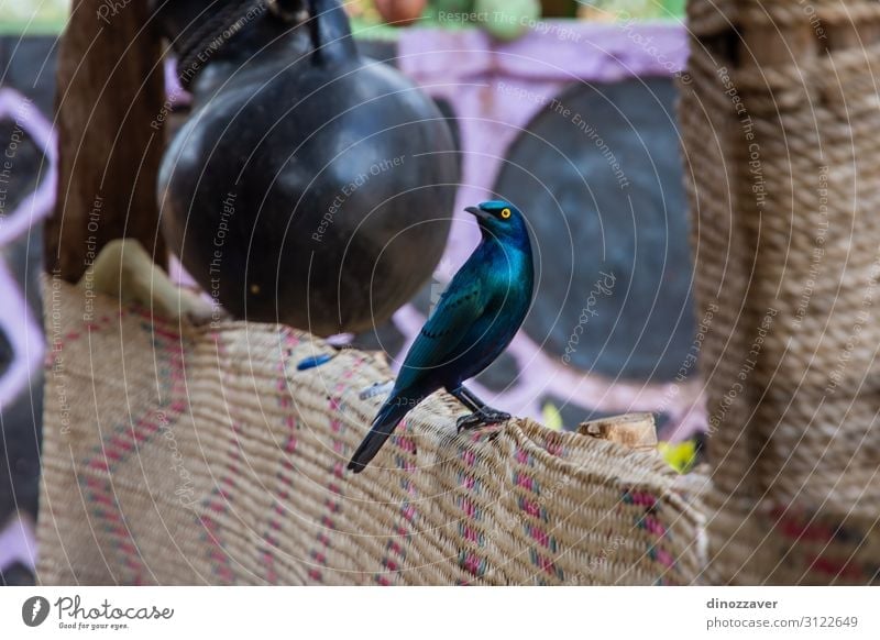 Beautiful Greater blue-eared starling bird, Ethiopia Nature Animal Bird Long Natural Wild Blue Yellow Black Colour wildlife greater Starling Feather african