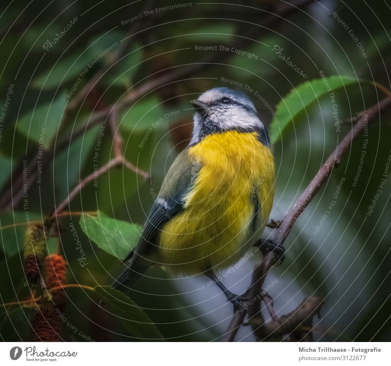 Blue tit at dusk Nature Animal Sunlight Tree Leaf Twigs and branches Wild animal Bird Animal face Wing Claw Tit mouse Head Beak Eyes Feather Plumed 1 Observe