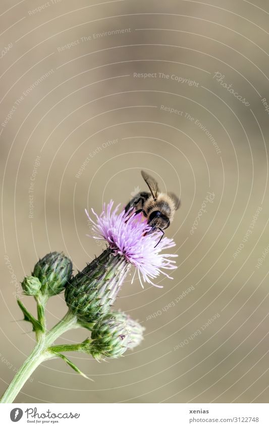 Bee on thistle Honey bee Nature Flower Blossom Thistle Garden Animal Wild animal 1 Small Brown Green Pink Nectar Environment Diligent Neutral Background