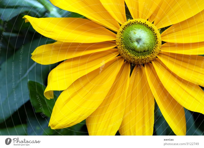 yellow Rudbeckia with green leaves Flower Blossom Blossom leave Nature Plant Summer Autumn Garden Park Blossoming Large Beautiful Yellow Green Herbaceous plants