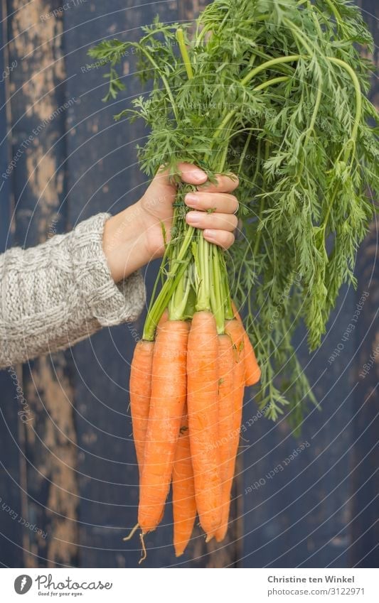 stretched out arm of a young woman with a bunch of carrots in her hand Food Vegetable Carrot Nutrition Organic produce Vegetarian diet Feminine Young woman