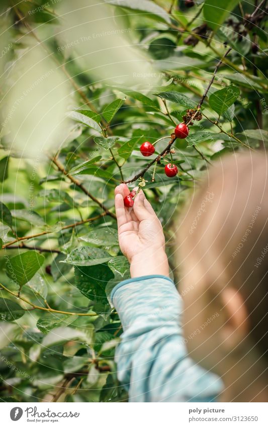 Young girl picking cherries in the garden Shallow depth of field Blur Detail Close-up Exterior shot Colour photo Climate protection regional products