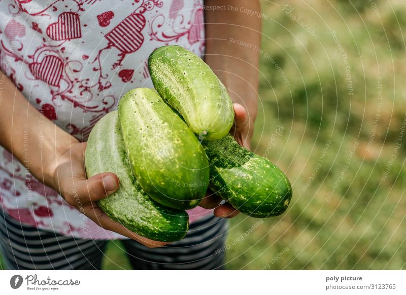 Girls' hands hold fresh cucumbers Lifestyle Beautiful Healthy Eating Contentment Leisure and hobbies Summer vacation Young woman Youth (Young adults) Infancy