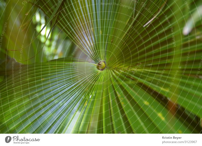 palm Trip Summer Art Nature Plant Tree Leaf Foliage plant Exotic Island Oasis Blossoming Esthetic Glittering Green Joie de vivre (Vitality) Serene Beautiful