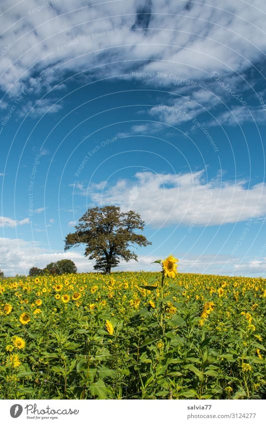 Autumn greening with sunflowers Environment Nature Landscape Animal Sky Clouds Summer Climate Beautiful weather Plant Tree Flower Blossom Agricultural crop