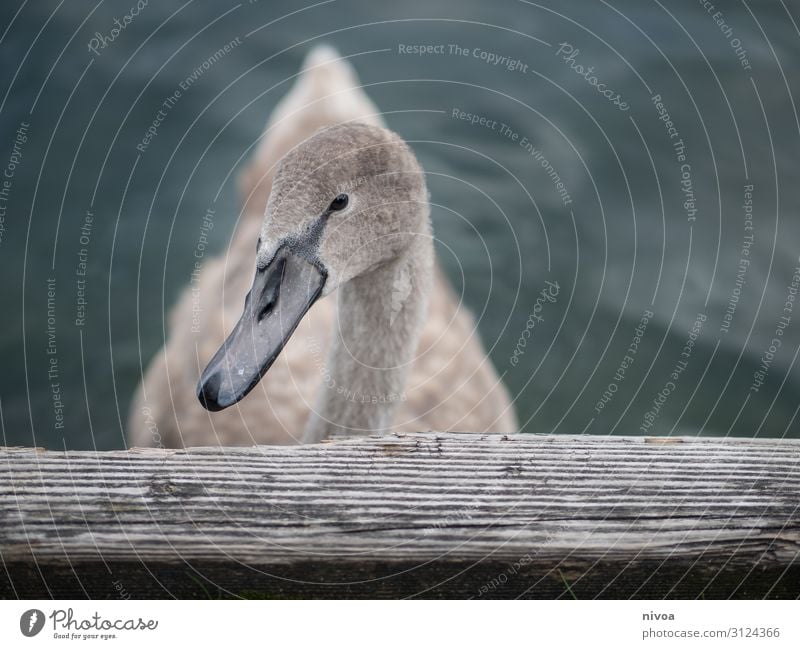 young swan Trip Freedom Environment Nature Lake Lake zurich Animal Bird Swan Animal face Wing 1 Wood Water Swimming & Bathing Observe Wait Healthy Natural