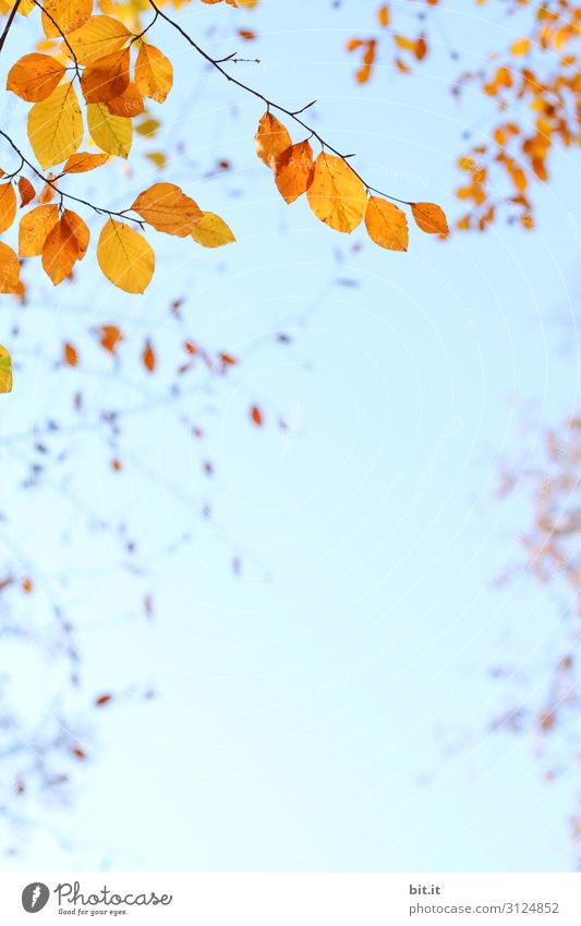 Orange autumn leaves on the branch, before blue sky Environment Nature Plant Air Sky Cloudless sky Autumn Climate Weather Beautiful weather Tree Leaf Hang