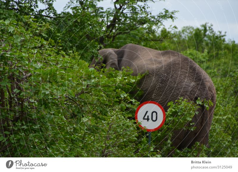 Speed limit - also applies to elephants Adventure Safari Nature Bushes Transport Road traffic Road sign Animal 1 Driving Gray Green Red White Colour photo