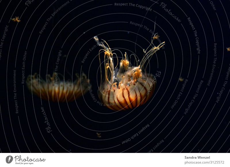 jelly Environment Nature Animal Coast Coral reef Ocean Jellyfish Zoo Aquarium 2 Swimming & Bathing Lion's mane jellyfish Burn Colour photo Interior shot