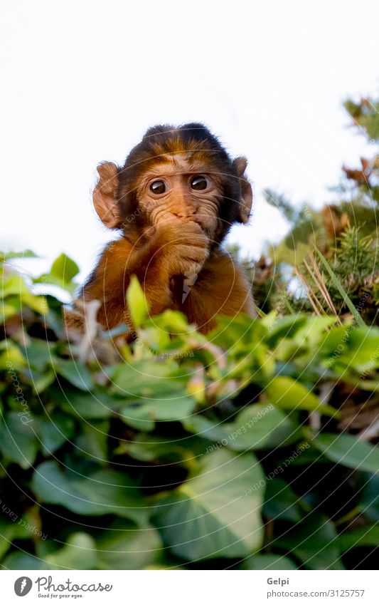 Funny small monkey behinde many leaves Exotic Face Vacation & Travel Child Baby Woman Adults Zoo Nature Animal Forest Virgin forest Sit Small Cute Wild primate