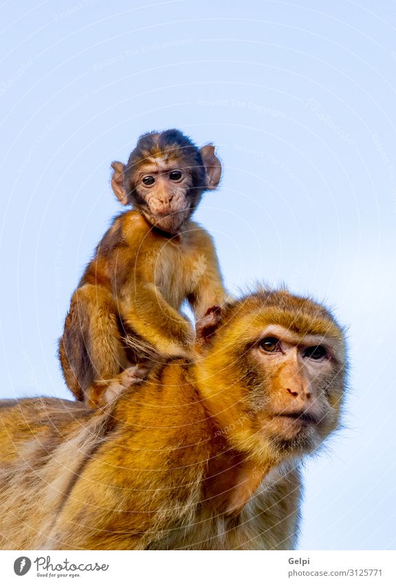 Mom monkey with her son Vacation & Travel Child Baby Woman Adults Mother Family & Relations Zoo Nature Animal Forest Virgin forest Wild animal Small Funny