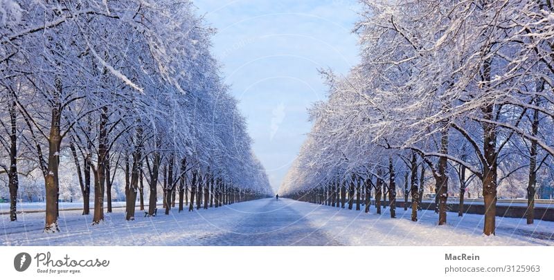 Gerorgengarten, Hanover, Lower Saxony Winter Snow Nature Avenue Row of trees Hannover Snowscape Panorama (Format) Deserted Frost Herrenhäuser Gardens