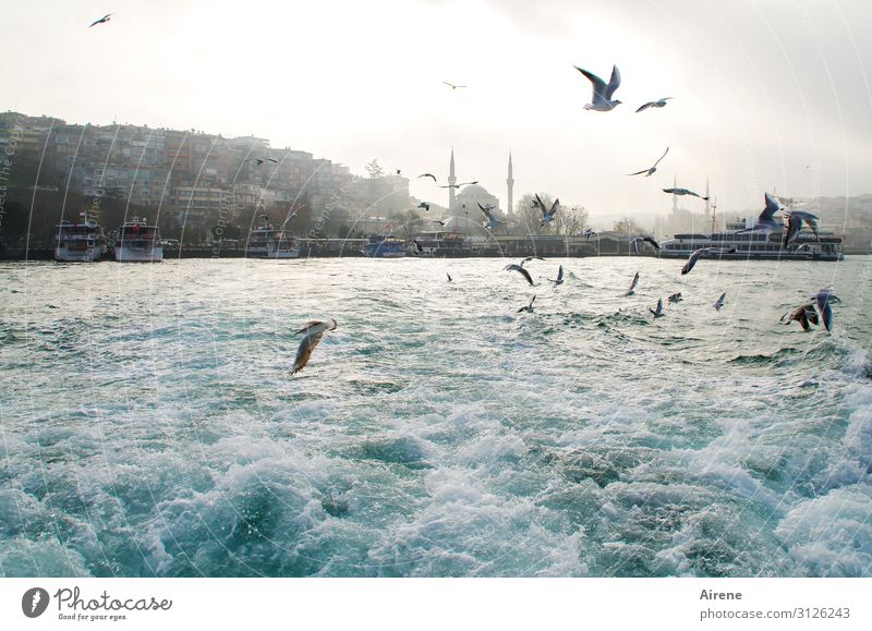 much movement on the Bosporus II Beautiful weather Fog Waves Coast Ocean The Bosphorus Istanbul Skyline Mosque Navigation Ferry Harbour Seagull Flock Movement