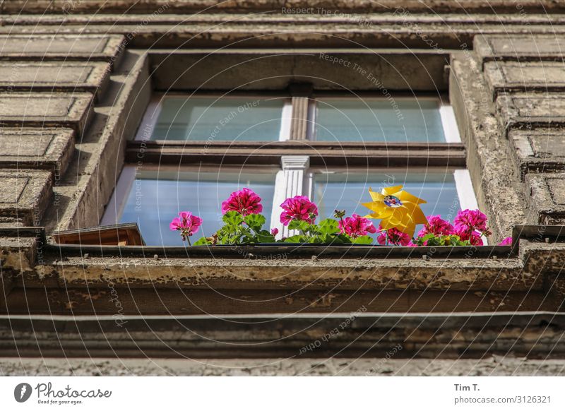 Flowers in front of the window Plant Pot plant Prenzlauer Berg Town Capital city Old town Deserted House (Residential Structure) Manmade structures Building