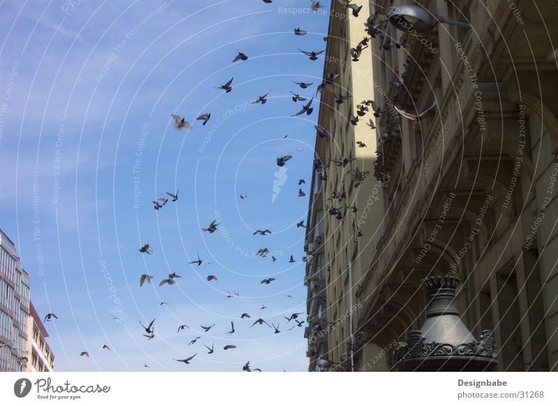 Pigeons in Barcelona Bird Town Flock Freedom Sky Flying