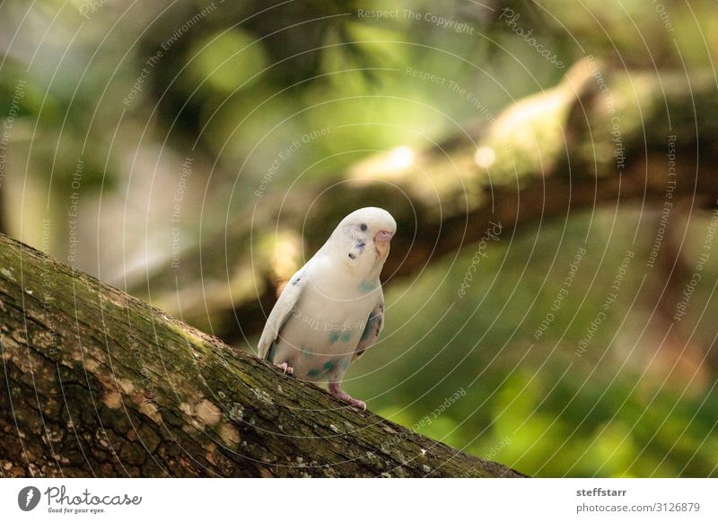 White Budgerigar parakeet bird Melopsittacus undulatus Nature Animal Pet Bird 1 budgie Melopsittacus undulates white budgie parrot Wild bird Feather Beak