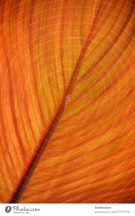 canna Plant Sun Autumn Leaf Pot plant Line Illuminate Exotic Warmth Orange Moody Esthetic Colour Climate Joie de vivre (Vitality) Nature Senses Symmetry