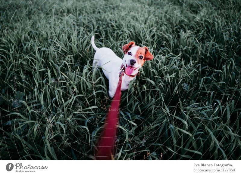 cute small jack russell dog in countryside among green grass Lifestyle Joy Relaxation Leisure and hobbies Playing Nature Landscape Animal Spring Summer Autumn