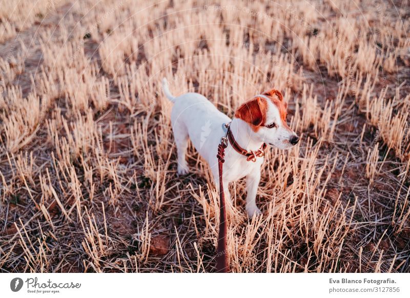 cute small jack russell dog in countryside. Yellow field Lifestyle Joy Relaxation Leisure and hobbies Playing Nature Landscape Animal Spring Summer Autumn Park