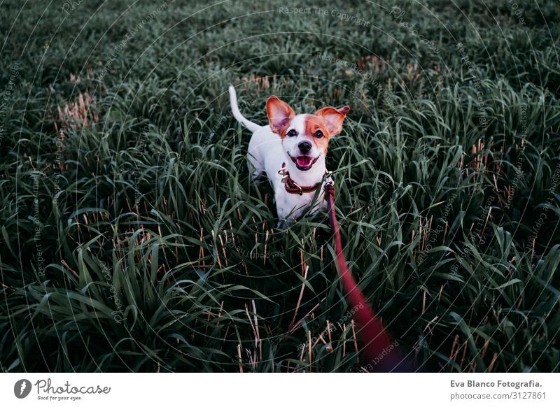 cute small jack russell dog in countryside among green grass Lifestyle Joy Relaxation Leisure and hobbies Playing Nature Landscape Animal Sunrise Sunset Spring