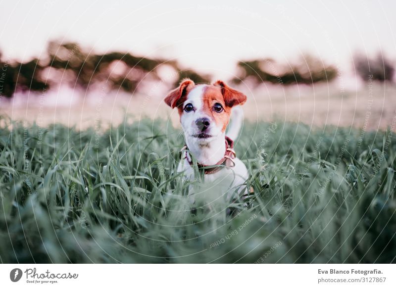 cute small jack russell dog in countryside among green grass Lifestyle Joy Relaxation Leisure and hobbies Playing Nature Landscape Animal Sunrise Sunset Spring