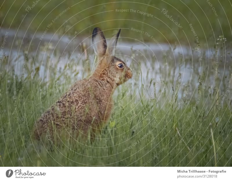 Rabbit in the meadow Nature Animal Sunlight Grass Meadow Blade of grass Wild animal Animal face Pelt Hare & Rabbit & Bunny Head Ear Eyes 1 Observe Looking Sit