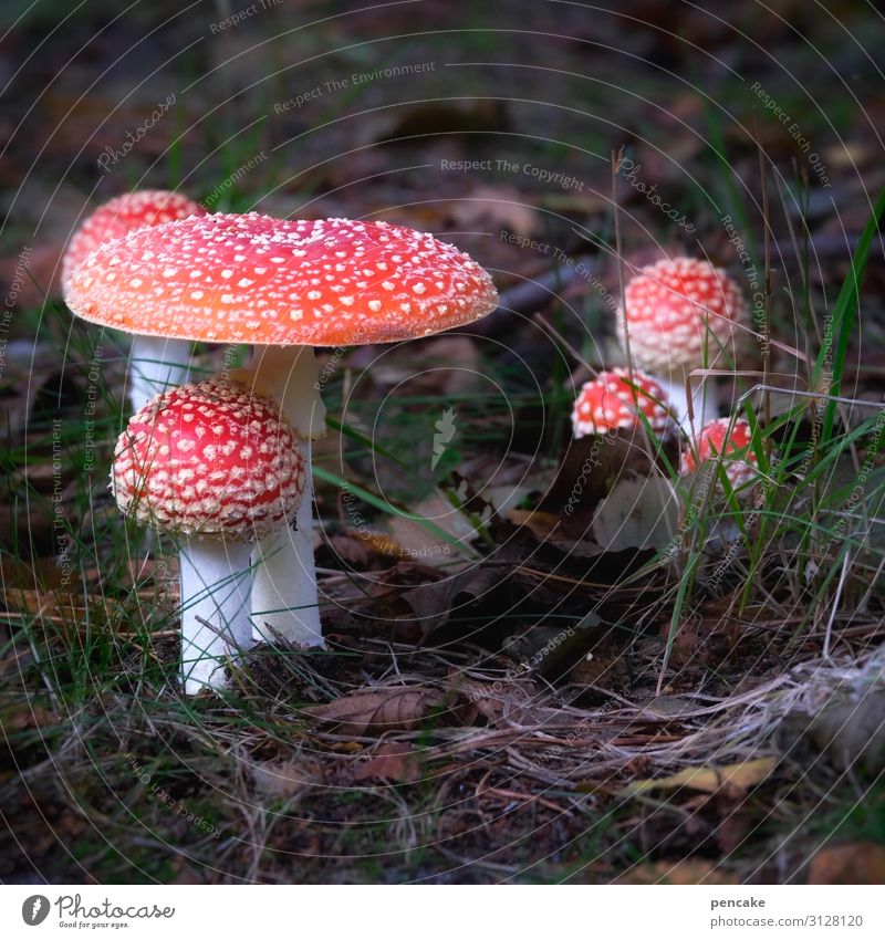 and forever greets the fly agaric Nature Elements Earth Autumn Plant Forest Beautiful Mushroom Amanita mushroom Multiple Darss Prerow Colour photo Exterior shot