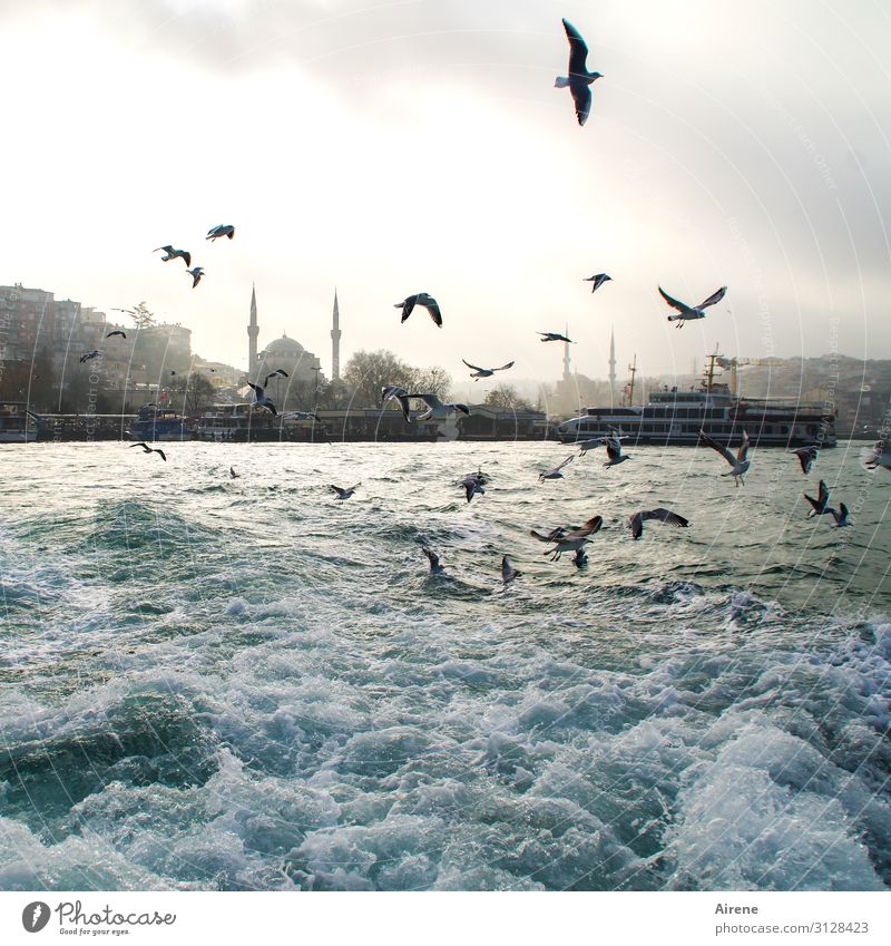 white water Elements Water Sky Beautiful weather Fog Waves Ocean White crest Istanbul The Bosphorus Skyline Harbour Mosque Waterway Ferry Watercraft Seagull