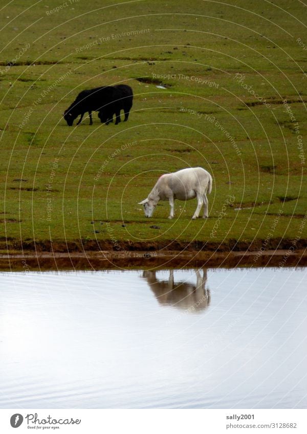 Opposites | black and white... Sheep White Black Black sheep grazing sheep Willow tree River Water Reflection reflection antagonism black-white Herd Flock Mixed