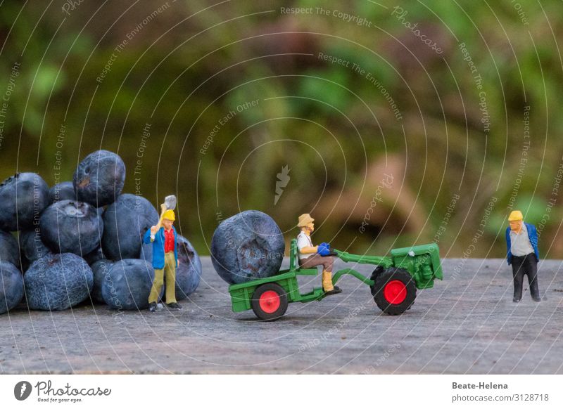 Three harvesters organize the harvest of oversized blueberries with shovels and excavators toy world Seasonal farm worker Blueberry fruit Summer salubriously