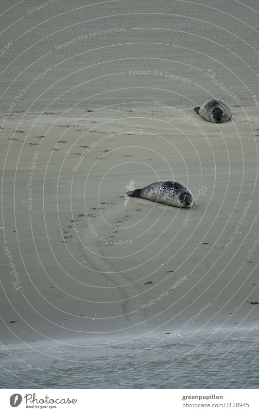 Chill on the beach Nature Landscape Sand Water Coast Beach North Sea Ocean Island Wild animal Animal tracks Harbour seal Seals Seal colony Sleep Exhaustion