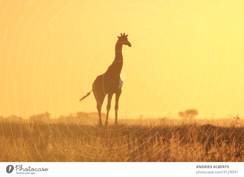 Giraffe Silhouette - Wildlife Wonders from Africa Vacation & Travel Tourism Trip Adventure Freedom Safari Expedition Summer Summer vacation Sun Environment