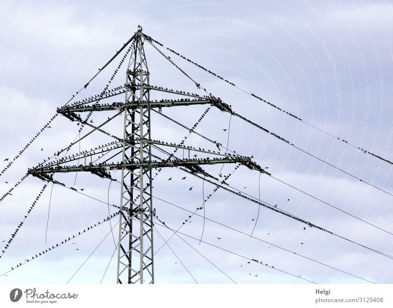 many starlings sit on a power pole and on power lines in front of a grey-blue sky Energy industry Electricity pylon High voltage power line Environment Nature