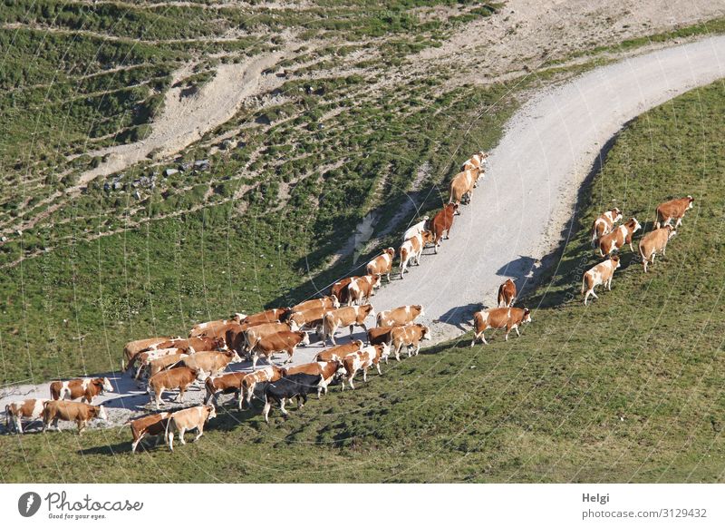 Herd of cows on the move during the spring uplift of alpine pastures Chiemgau Alps Mountain Landscape Environment Nature Cattleherd Movement of livestock Spring