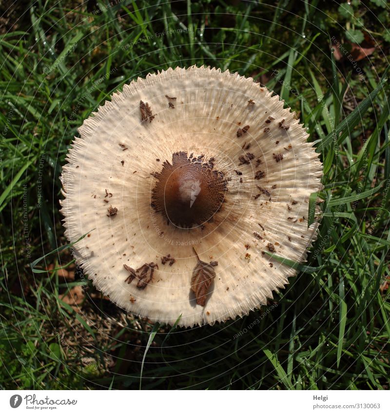 giant parasol mushroom in the grass from a bird's eye view Environment Nature Plant Autumn Beautiful weather Grass Leaf Meadow Stand Growth Authentic