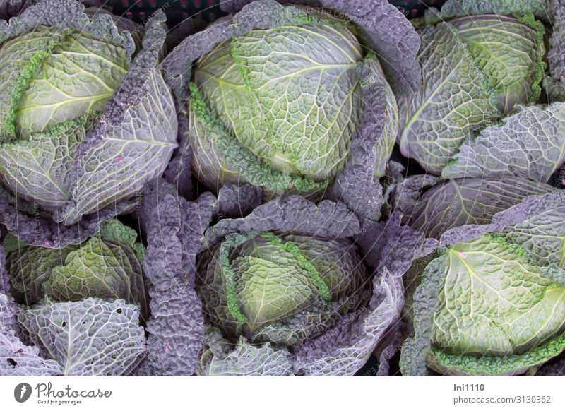 cabbage harvest Food Vegetable Savoy cabbage Nutrition Lunch Dinner Organic produce Vegetarian diet Nature Plant Agricultural crop Blue Yellow Green Violet Burl