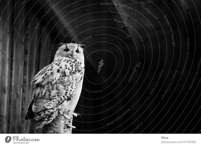 Schuhu Wild animal Owl birds 1 Animal White Looking Watchfulness Feather Plumed Observe be enthroned Far-off places Deserted Copy Space right Copy Space top