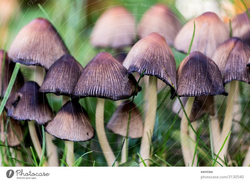 Mushrooms in the meadow Grass Environment Summer Autumn Garden Park Nature Meadow Forest Growth Small Brown Green Black Inedible Sprout Detail