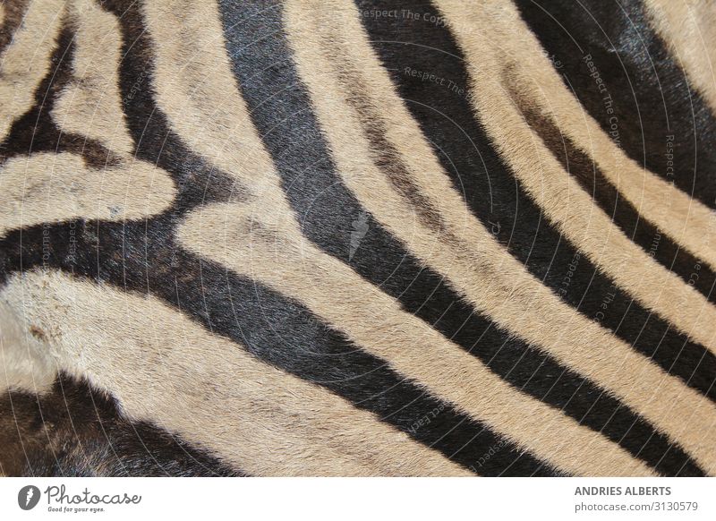 Zebra Stripes - Iconic Patterns in Nature Vacation & Travel Tourism Adventure Sightseeing Safari Animal Wild animal zebra skin zebra pattern zebra background 1