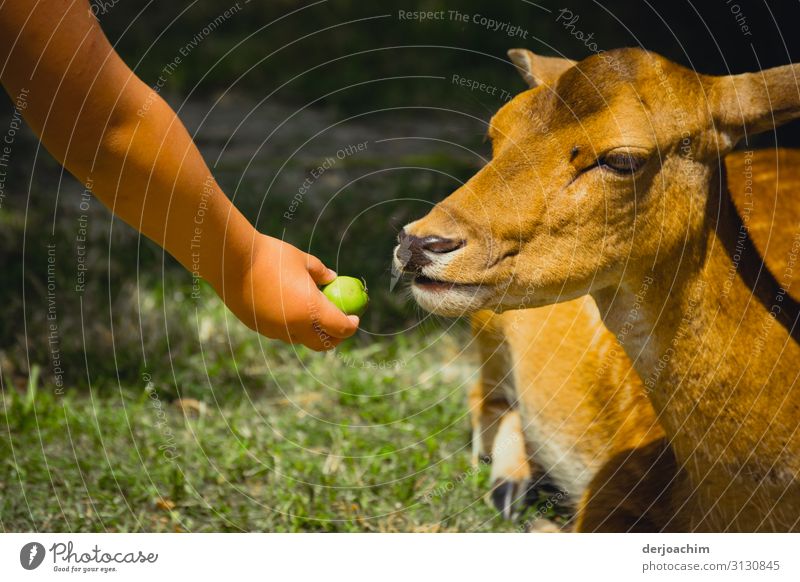 Firlefanz / to give the deer an apple with child hand Joy Trip Feminine Child Hand 1 Human being 3 - 8 years Infancy Summer Beautiful weather Park Bavaria